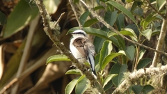 Fluvicola nengeta
