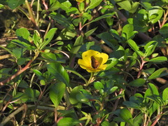 Ludwigia peploides