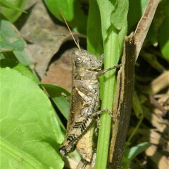 Melanoplus ponderosus