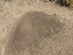 Pogonomyrmex occidentalis