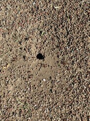 Pogonomyrmex occidentalis