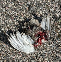 Centrocercus urophasianus