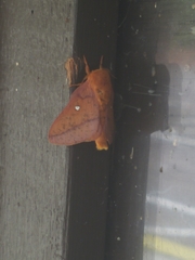 Anisota fuscosa