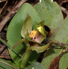 Chiloglottis valida