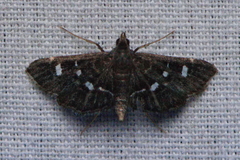 Diathrausta harlequinalis