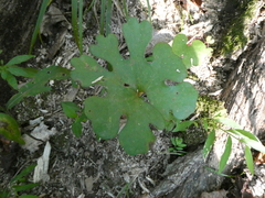 Sanguinaria canadensis