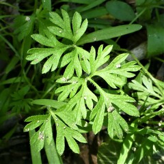 Chaerophyllum tainturieri