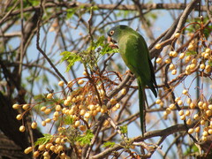 Thectocercus acuticaudatus