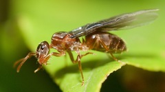Lasius aphidicola