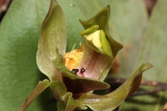 Chiloglottis valida