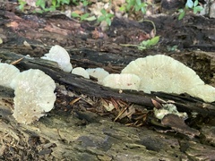 Tyromyces chioneus