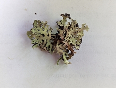 Hypogymnia physodes