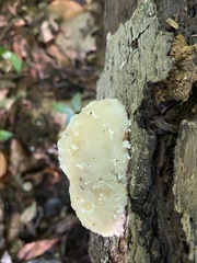 Tyromyces chioneus