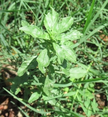 Amaranthus polygonoides