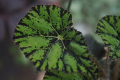 Begonia bowerae