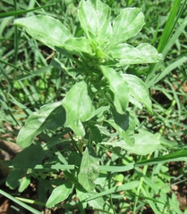 Amaranthus polygonoides