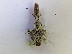 Hypogymnia tubulosa