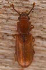 Pediacus