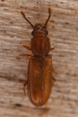 Pediacus