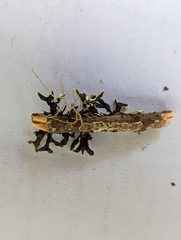 Hypogymnia tubulosa