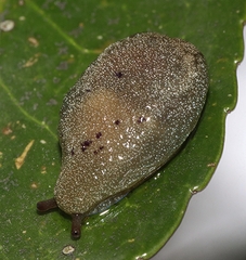 Cystopelta purpurea