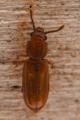 Pediacus