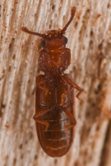 Pediacus