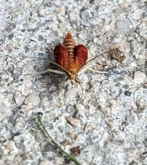 Pyrausta californicalis