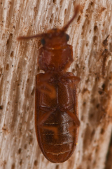 Pediacus