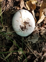 Lactifluus piperatus