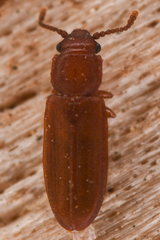 Pediacus stephani