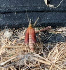 Pyrausta californicalis