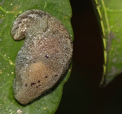 Cystopelta purpurea