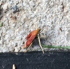 Pyrausta californicalis