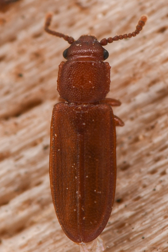 Pediacus stephani