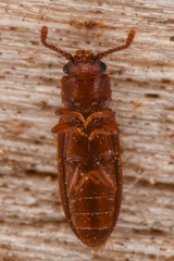 Pediacus stephani