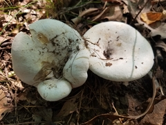 Lactifluus piperatus