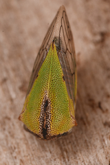 Platycotis