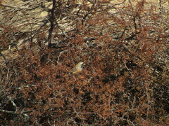 Saltatricula multicolor