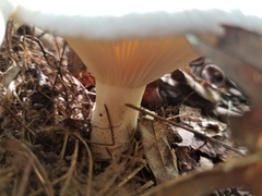 Lactifluus piperatus