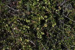 Baccharis pilularis pilularis