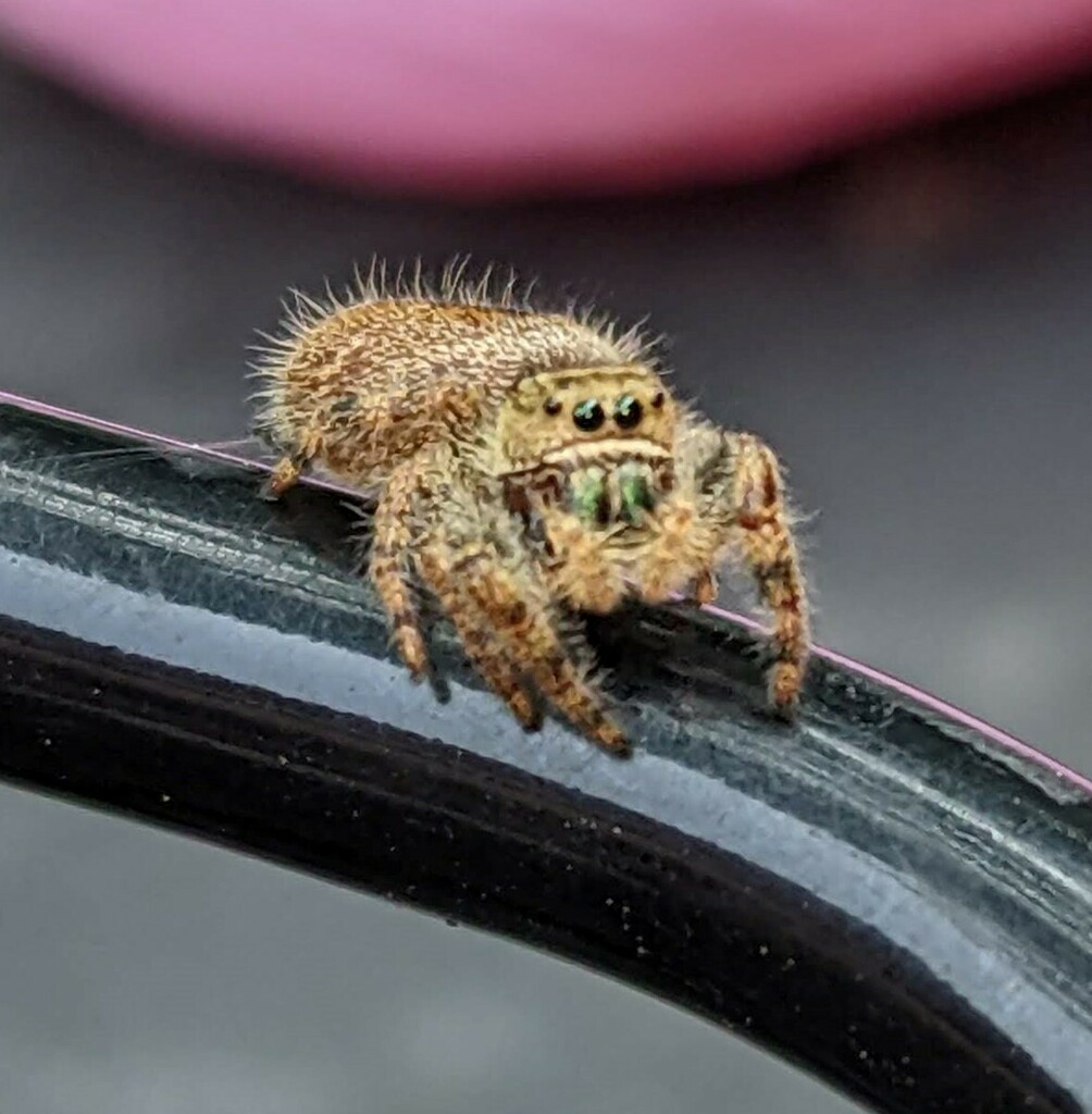 Bold Jumping Spider from Winstead Park, Boise, ID, USA on September 9
