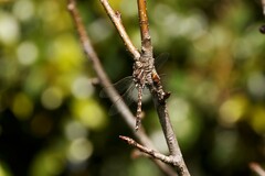 Adversaeschna brevistyla