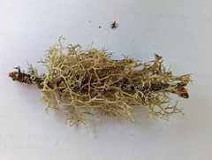 Evernia prunastri