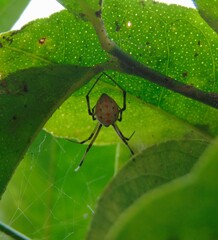 Latrodectus geometricus