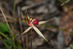 Caladenia australis