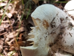 Lactifluus piperatus