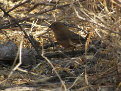 Cyanoloxia brissonii