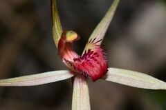 Caladenia australis