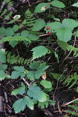 Actaea × ludovicii